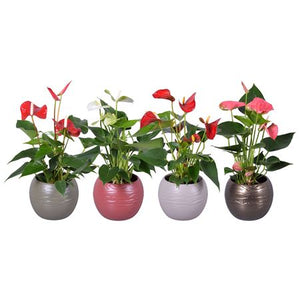Mixed Anthurium Houseplant – 11cm Ceramic Pot