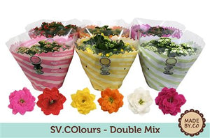 Double-Flowered Kalanchoe Mix – 23cm Pot