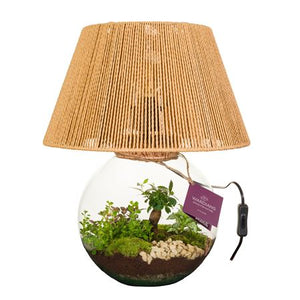 Wardian Terrarium Moonlight Arrangement – 36cm