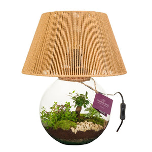 Wardian Terrarium Moonlight Arrangement – 36cm