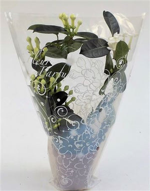 Stephanotis (Madagascar Jasmine) – 12cm Pot