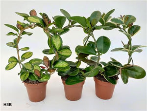 Hoya Mixed Variety Houseplant – 12cm Pot