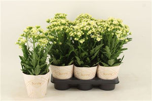 White Double Kalanchoe – 14cm Pot