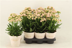 White Double Kalanchoe ‘Sunny White’ – 14cm Pot
