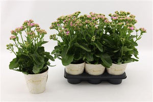 Pink Kalanchoe 'Graceful' – 14cm Pot