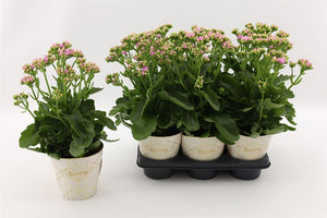 Pink Kalanchoe 'Graceful' – 14cm Pot