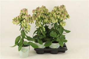Kalanchoe Magic Bells – 14cm Pot, 55cm Tall