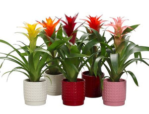 Mixed Guzmania Bromeliad in Ceramic Diamond Pot – 10cm