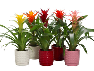 Mixed Guzmania Bromeliad in Ceramic Diamond Pot – 10cm