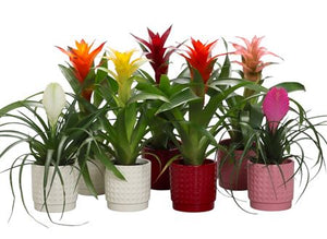 Mixed Bromeliad in Ceramic Diamond Pot – 11cm