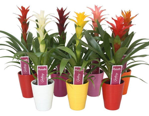 Mixed Guzmania Bromeliad – 11cm Pot, 35cm High