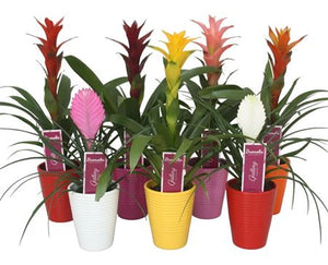 Mixed Bromeliad in Ceramic Diamond Pot – 11cm