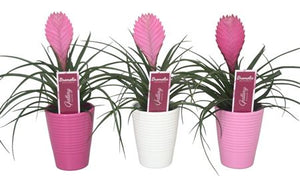 Pink Tillandsia cyanea 'Anita' – 11cm Pot