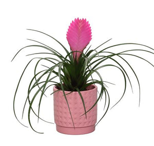 Pink Tillandsia cyanea 'Anita' – 10cm Pot