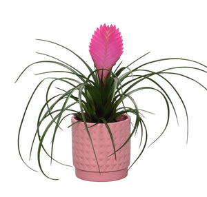 Pink Tillandsia cyanea 'Anita' – 10cm Pot