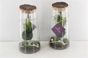 Kokedarium Triton Terrarium – 17cm Glass Bowl