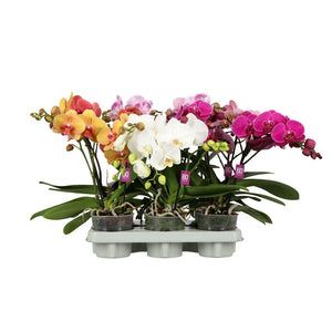 Mixed Phalaenopsis Orchid – 12cm Pot, 40cm Tall