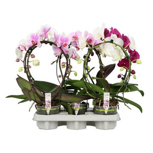 Mixed Phalaenopsis Orchid – 2 Stem, 12cm Pot