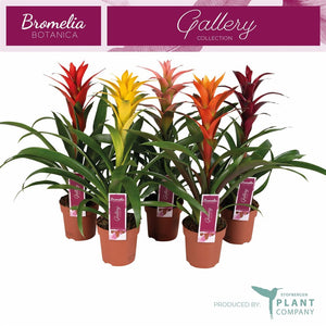 Mixed Guzmania Bromeliad – 12cm Pot, 50cm Height