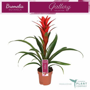 Red Guzmania ‘Ostara’ – 12cm Pot, 45cm Tall