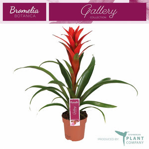 Red Guzmania ‘Ostara’ – 12cm Pot, 45cm Tall
