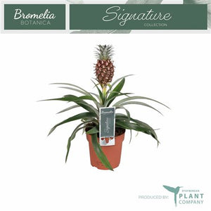 Dark Red Ananas Mi Rosita – 12cm Pot