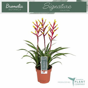 Pink Vriesea 'Misty' – 12cm Pot, 45cm High