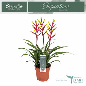 Pink Vriesea 'Misty' – 12cm Pot, 45cm High