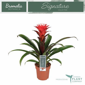 Guzmania Hope Bromeliad – 12cm Pot, 40cm High