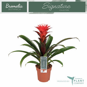 Guzmania Hope Bromeliad – 12cm Pot, 40cm High