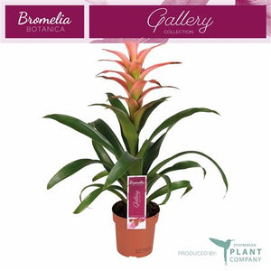 Pink Guzmania Bromeliad – 12cm Pot, 45cm High