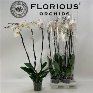 White Phalaenopsis Orchid – 15cm Pot, 3 Stems