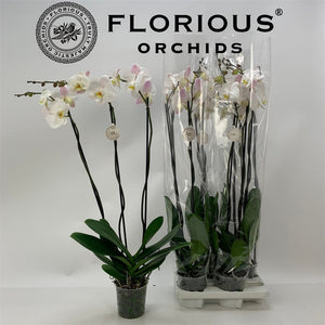 White Phalaenopsis Orchid – 15cm Pot, 3 Stems