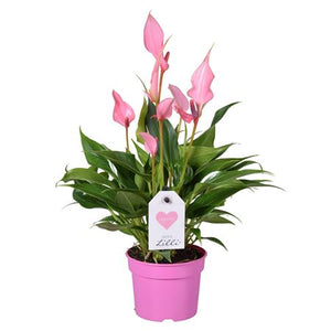 White Anthurium (Anthurium andraeanum) – 9cm Pot