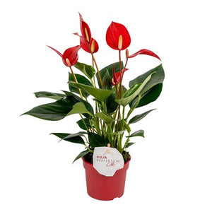 White Anthurium (Anthurium andraeanum) – 9cm Pot