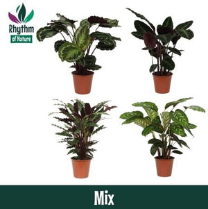Mixed Calathea Houseplant – 19cm Pot, 75cm Tall