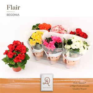 Mixed Double-Flowered Begonia – 14cm Pot