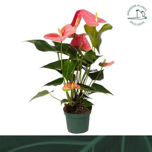 Pink Anthurium (Anthurium andraeanum) – 14cm Pot