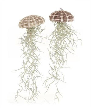 Large Tillandsia Jellyfish Air Plant