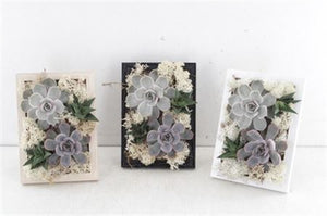 Rootless Succulent Photo Frame Arrangement – 12cm Pot