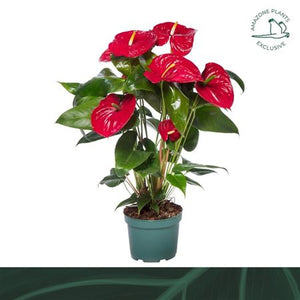 Red Anthurium – 17cm Pot, Approx. 65cm High