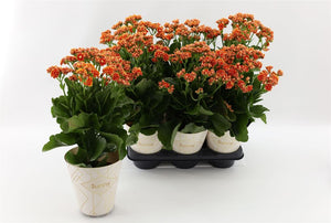 Orange Double Kalanchoe 'Sunny Cantaloupe' – 14cm Pot