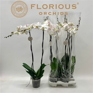White Phalaenopsis Orchid – 15cm Pot, 90cm Tall