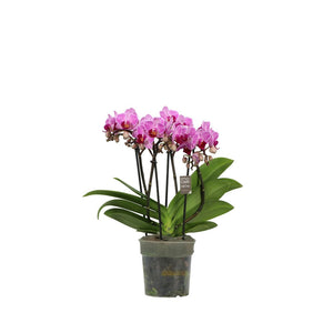 Phalaenopsis Orchid ‘Boquetto Delight’ – 12cm Pot