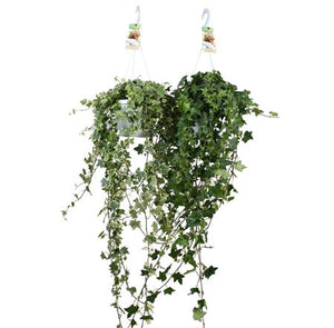 Mixed Hedera Helix Hanging Plant – 17cm Pot