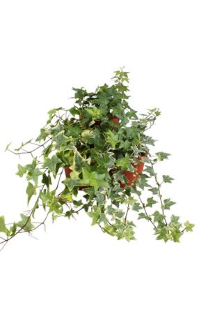 Mixed Ivy (Hedera helix) – 13cm Pot