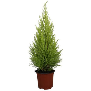Goldcrest Lemon Cypress (Cupressus macrocarpa) – 14cm Pot