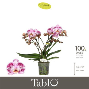 Pink Phalaenopsis Orchid ‘Bellini’ – 12cm Pot