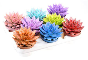 Echeveria Rainbow Mix Succulent – 10.5cm Pot