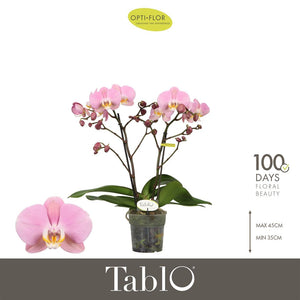 Pink Phalaenopsis Orchid – 2 Stem, 12cm Pot